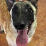 Malinois Mischling Felicity, 06/2024, ca. 50 cm