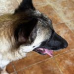 Malinois Mischling Felicity, 06/2024, ca. 50 cm