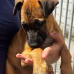 Malinois Mischling Florentine, 02/2026, Endgröße ca. 55 cm