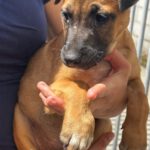 Malinois Mischling Florentine, 02/2026, Endgröße ca. 55 cm