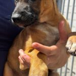 Malinois Mischling Florentine, 02/2026, Endgröße ca. 55 cm