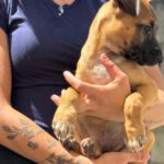 Malinois Mischling Florentine, 02/2026, Endgröße ca. 55 cm