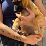 Malinois Mischling Florentine, 02/2026, Endgröße ca. 55 cm