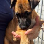 Malinois Mischling Florentine, 02/2026, Endgröße ca. 55 cm