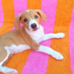 Beagle Mischling Frambuesa, 03/2026, Endgröße ca. 40 cm