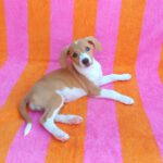 Beagle Mischling Frambuesa, 03/2026, Endgröße ca. 40 cm
