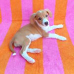 Beagle Mischling Frambuesa, 03/2026, Endgröße ca. 40 cm