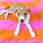 Beagle Mischling Frambuesa, 03/2026, Endgröße ca. 40 cm