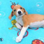 Beagle Mischling Frambuesa, 03/2026, Endgröße ca. 40 cm