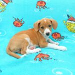 Beagle Mischling Frambuesa, 03/2026, Endgröße ca. 40 cm