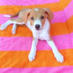 Beagle Mischling Frambuesa, 03/2026, Endgröße ca. 40 cm