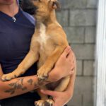Malinois-Mischling Francesca, 02/2026, Endgröße ca. 55 cm
