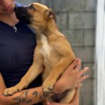 Malinois-Mischling Francesca, 02/2026, Endgröße ca. 55 cm