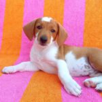 Beagle Mischling Fresa, 03/2026, Endgröße ca. 40 cm