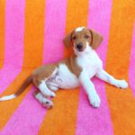 Beagle Mischling Fresa, 03/2026, Endgröße ca. 40 cm