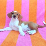 Beagle Mischling Fresa, 03/2026, Endgröße ca. 40 cm