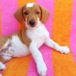 Beagle Mischling Fresa, 03/2026, Endgröße ca. 40 cm