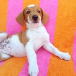 Beagle Mischling Fresa, 03/2026, Endgröße ca. 40 cm