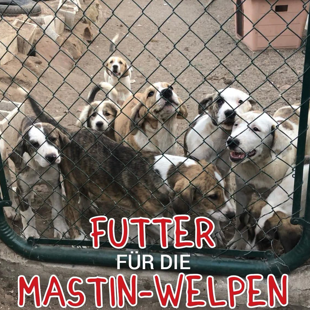 Spendenaufruf für Welpenfutter