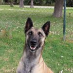 Malinois Mischling Galleta, 05/2024, ca. 65 cm