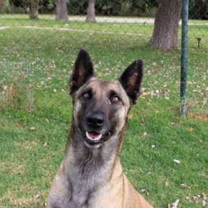 Malinois Mischling Galleta, 05/2024, ca. 65 cm
