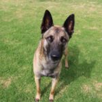 Malinois Mischling Galleta, 05/2024, ca. 65 cm