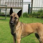 Malinois Mischling Galleta, 05/2024, ca. 65 cm