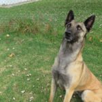 Malinois Mischling Galleta, 05/2024, ca. 65 cm