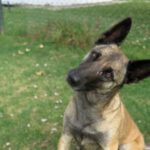 Malinois Mischling Galleta, 05/2024, ca. 65 cm
