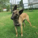 Malinois Mischling Galleta, 05/2024, ca. 65 cm