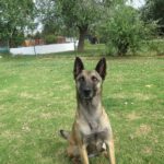 Malinois Mischling Galleta, 05/2024, ca. 65 cm