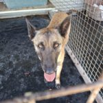 Malinois Mischling Galleta, 05/2024, ca. 65 cm