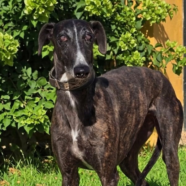 Galgo Gilda, 04/2022, ca. 63 cm