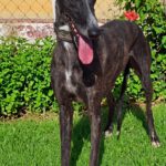Galgo Gilda, 04/2022, ca. 63 cm