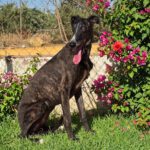 Galgo Gilda, 04/2022, ca. 63 cm