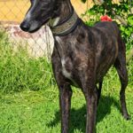 Galgo Gilda, 04/2022, ca. 63 cm