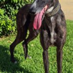 Galgo Gilda, 04/2022, ca. 63 cm