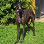 Galgo Gilda, 04/2022, ca. 63 cm