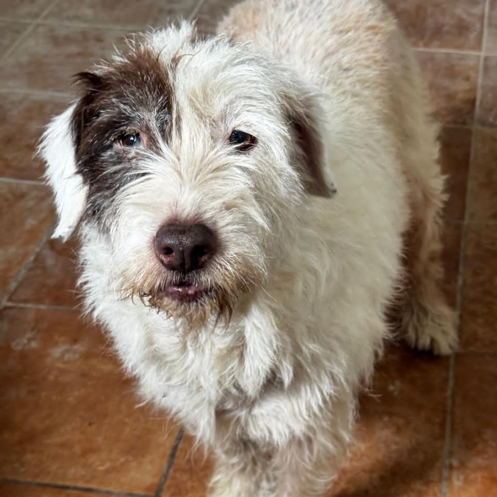 Wasserhund-Mischling Gorda, 06/2017, ca. 45 cm