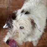 Wasserhund-Mischling Gorda, 06/2017, ca. 45 cm