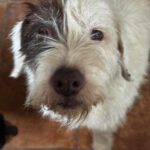 Wasserhund-Mischling Gorda, 06/2017, ca. 45 cm