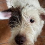 Wasserhund-Mischling Gorda, 06/2017, ca. 45 cm