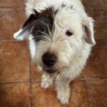 Wasserhund-Mischling Gorda, 06/2017, ca. 45 cm