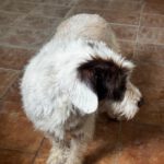 Wasserhund-Mischling Gorda, 06/2017, ca. 45 cm