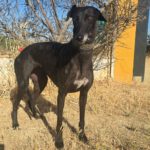 Galgo Granaina, 01/2021, ca. 63 cm