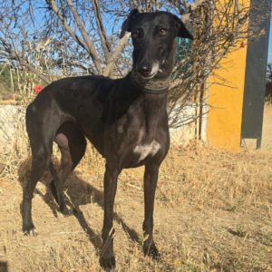 Galgo Granaina, 01/2021, ca. 63 cm