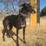 Galgo Granaina, 01/2021, ca. 63 cm