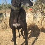 Galgo Granaina, 01/2021, ca. 63 cm