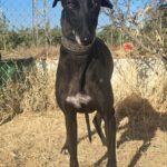 Galgo Granaina, 01/2021, ca. 63 cm