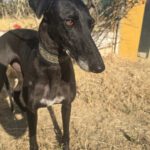 Galgo Granaina, 01/2021, ca. 63 cm